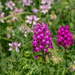 Pyramidenorchis (Anacamptis pyramidalis)