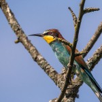 Bienenfresser (Merops apiaster)