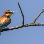 Bienenfresser (Merops apiaster)