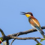 Bienenfresser (Merops apiaster)