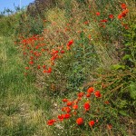 Landschaft am Kaisestuhl, Lenzenberg, Baden, Deutschland