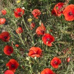 Klatschmohn (Papaver rhoeas)
