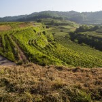 Landschaft am Kaisestuhl, Lenzenberg, Baden, Deutschland