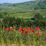 Landschaft am Kaisestuhl, Lenzenberg, Baden, Deutschland