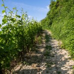 Landschaft am Kaisestuhl, Lenzenberg, Baden, Deutschland