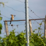 Wiedehopf (Upupa epops)