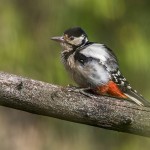 Buntspecht (Dendrocopos major) Weibchen