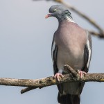 Ringeltaube (Columba palumbus)