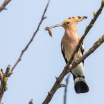 Wiedehopf (Upupa epops)