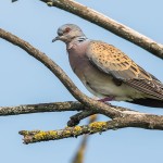 Turteltaube (Streptopelia turtur)