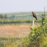 Mäusebussard (Buteo buteo)