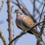 Turteltaube (Streptopelia turtur)