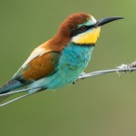 Bienenfresser (Merops apiaster)
