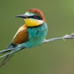 Bienenfresser (Merops apiaster)