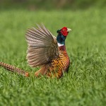 Fasan (Phasianus colchicus) Männchen