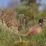 Fasan (Phasianus colchicus) Männchen