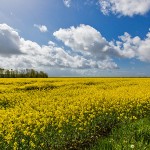 Landschaft in Hattstedter Marsch