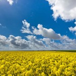 Landschaft in Hattstedter Marsch
