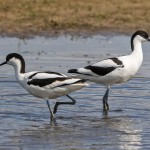 Säbelschnäbler (Recurvirostra avosetta)