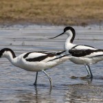 Säbelschnäbler (Recurvirostra avosetta)