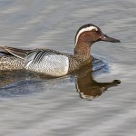 Knäkente (Anas querquedula) Männchen