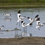 Säbelschnäbler (Recurvirostra avosetta)