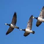 Weißwangengänse (Branta leucopsis)
