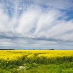 Landschaft im Katinger Watt, Schleswig-Holstein
