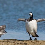 Weißwangengans (Branta leucopsis)