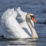 Höckerschwan (Cygnus olor)