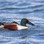 Löffelente (Anas clypeata) Männchen