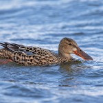Löffelente (Anas clypeata) Weibchen