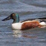 Löffelente (Anas clypeata) Männchen