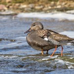 Schnatterente (Anas strepera) Männchen und Rotschenkel