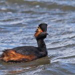 Schwarzhalstaucher (Podiceps nigricollis)