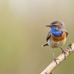 Weißsterniges Blaukehlchen (Luscinia svecica)