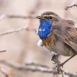 Weißsterniges Blaukehlchen (Luscinia svecica)