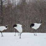 Mandschuren- oder Rotkronenkranich (Grus Japonensis)