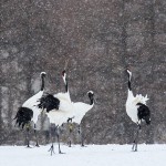 Mandschuren- oder Rotkronenkranich (Grus Japonensis)