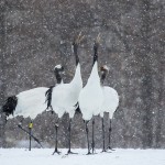 Mandschuren- oder Rotkronenkranich (Grus Japonensis)