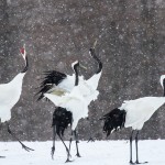 Mandschuren- oder Rotkronenkranich (Grus Japonensis)