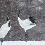 Mandschuren- oder Rotkronenkranich (Grus Japonensis)