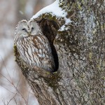 Habichtskauz  oder Uralkauz ( Strix uralensis)