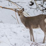 Sikahirsch (Cervus nippon)