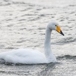 Singschwan (Cygnus cygnus)