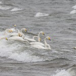 Singschwäne (Cygnus cygnus)