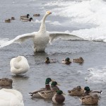 Singschwan (Cygnus cygnus)