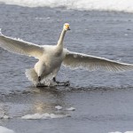Singschwan (Cygnus cygnus)