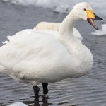 Singschwan (Cygnus cygnus)