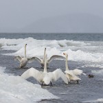 Singschwäne (Cygnus cygnus)